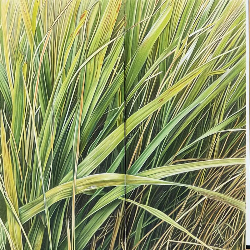 a blade of grass technical study in colored pencil in a field notebook